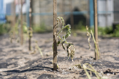 Drought stricken plants